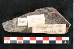 Foto (Detailansicht) von Taeniopteris lomariopsis Ettingshausen (NHMW-GEO-2024-0188-10320)
